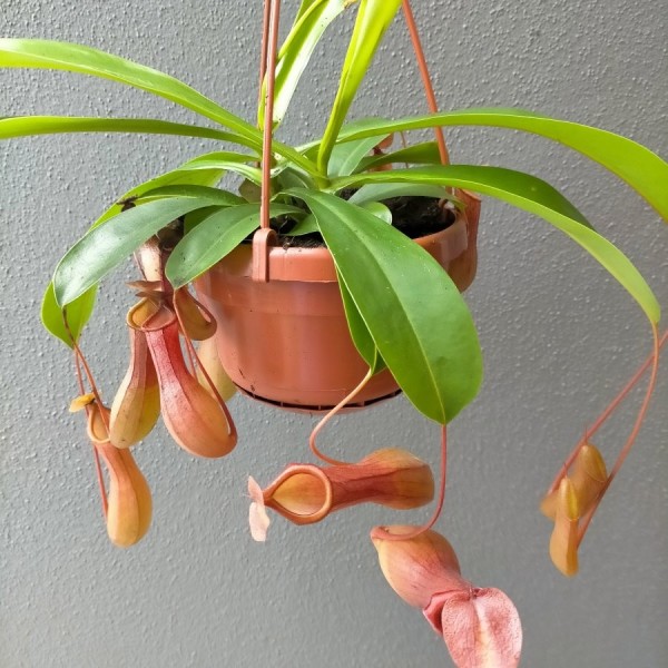 Nepenthes Ventrata