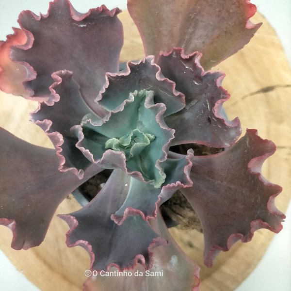 Echeveria Gibiflora Diamond State