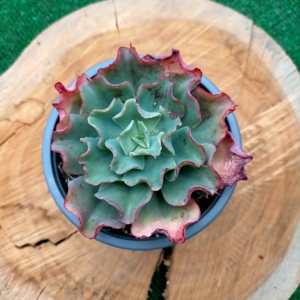 Echeveria Dorothy