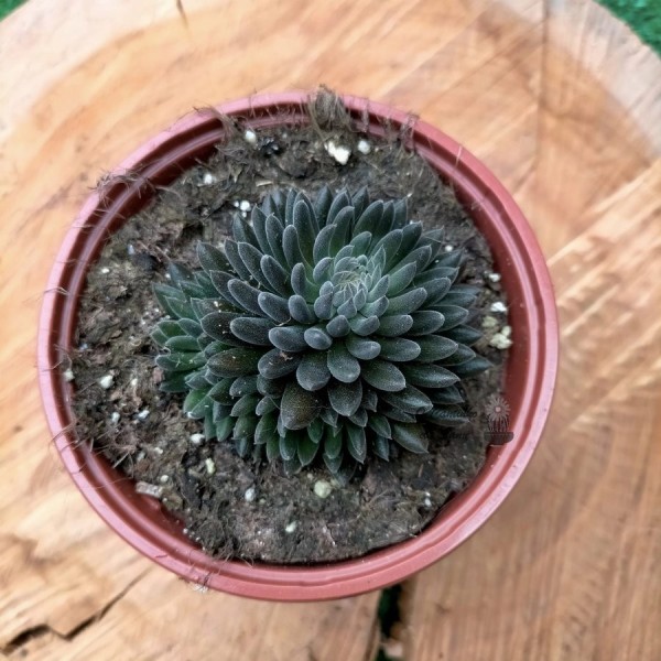 Sinocrassula Yunnanensis