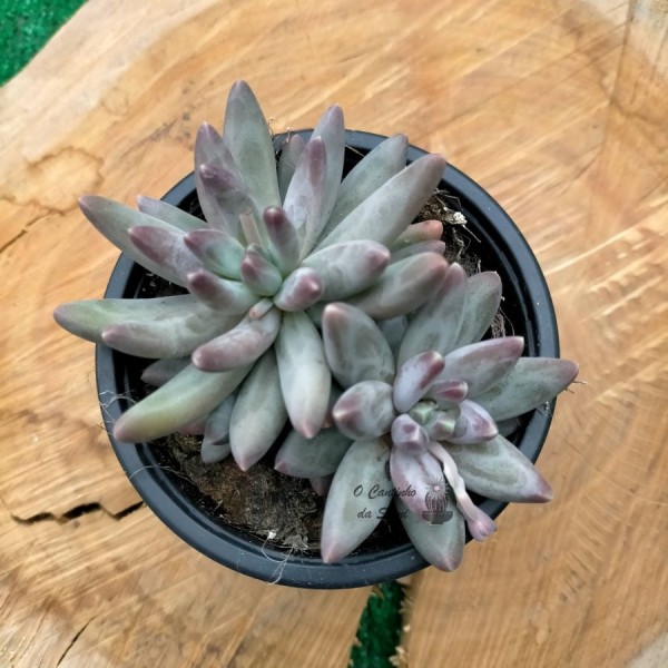 Pachyphytum Compactum Red Tips (Doble)