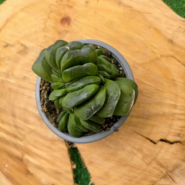 Haworthia Truncata x Maughanii