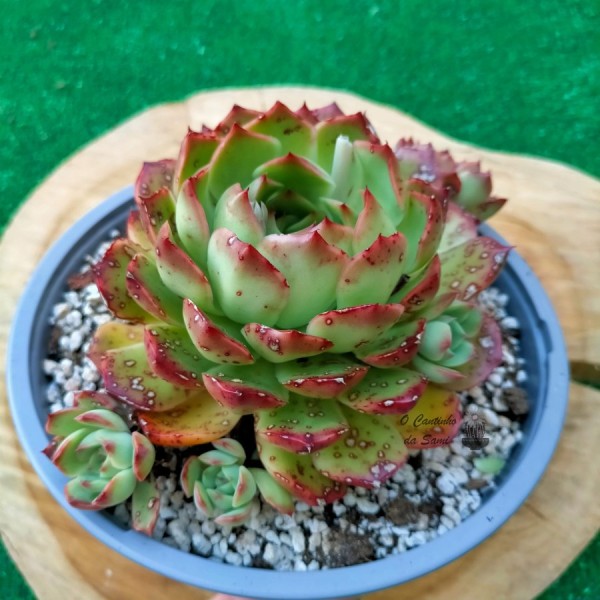 Echeveria Alladin