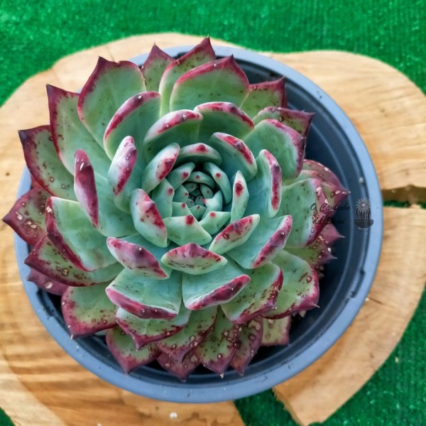 Echeveria Sugar