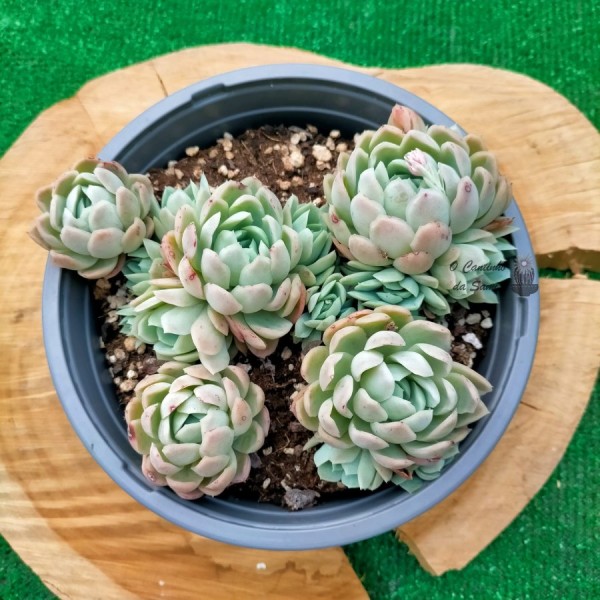 Echeveria Elegance Strawberry