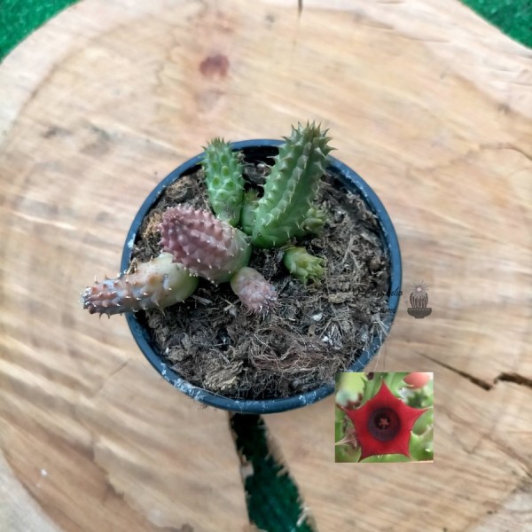 Huernia Schneideriana
