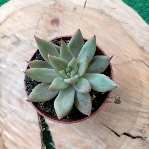 Echeveria Psyche