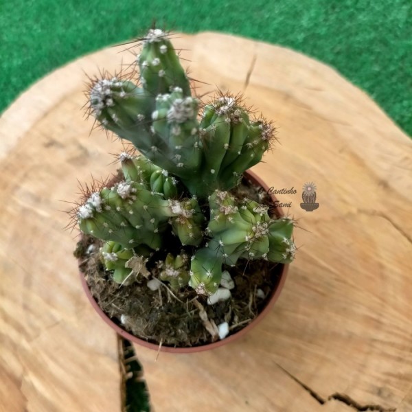 Myrtillocactus Geometrizans Strictum Cristata