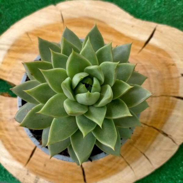 Echeveria Tebas