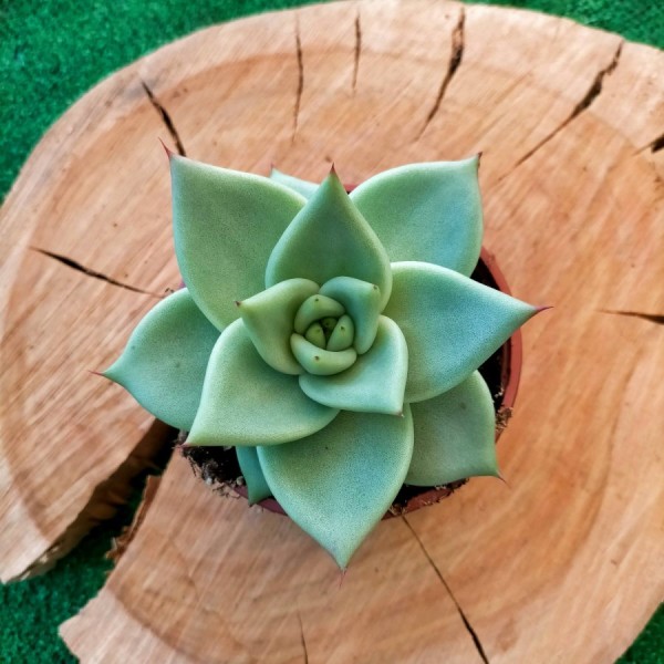 Echeveria Agavoides Aquamarine