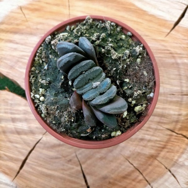 Haworthia Truncata Hybrid