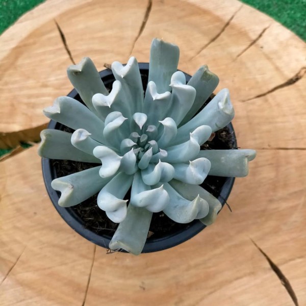 Echeveria Spider