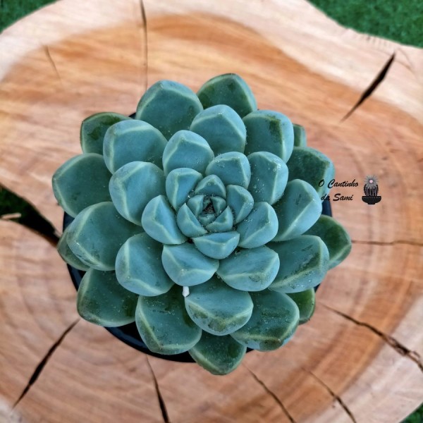 Echeveria Elegans Albicans