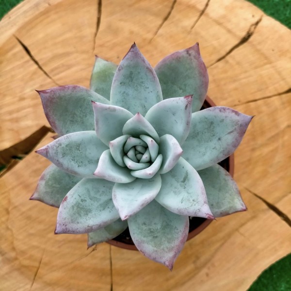 Echeveria Colorata Ice