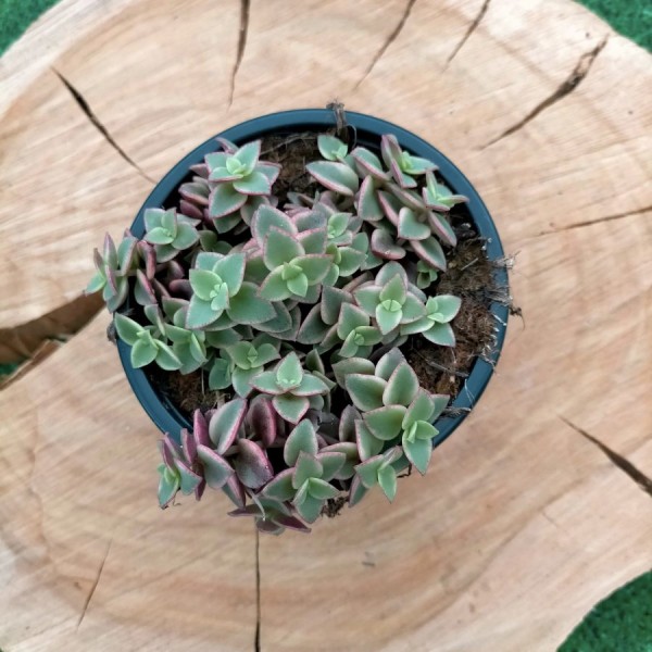 Crassula Pellucida Marginalis Variegate