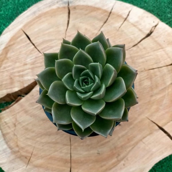 Echeveria Gallo