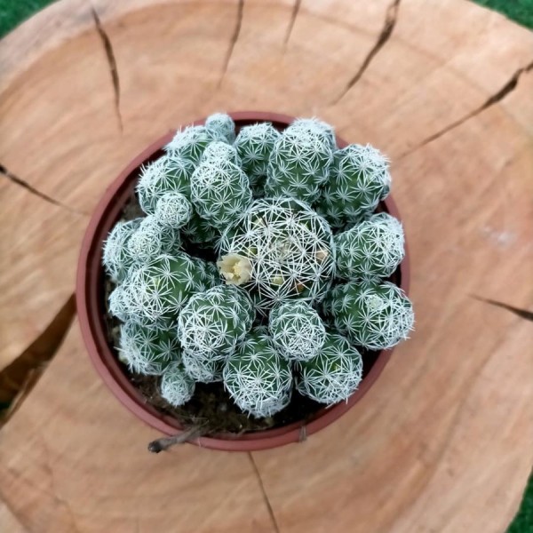 Mammillaria Gracilis Fragilis