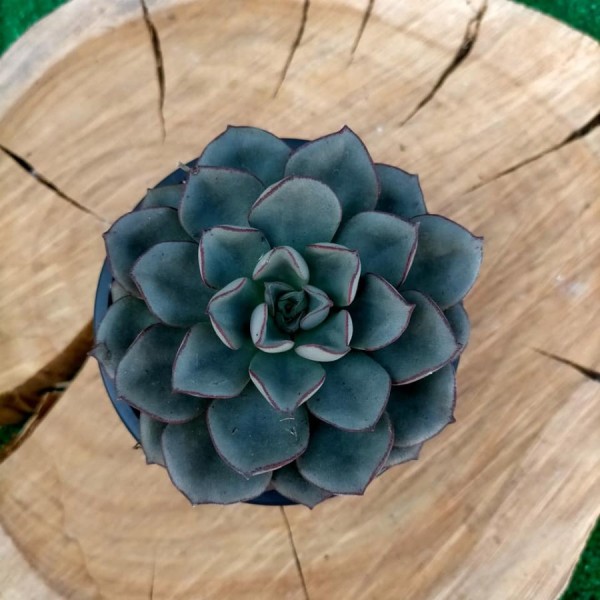 Echeveria Moranii