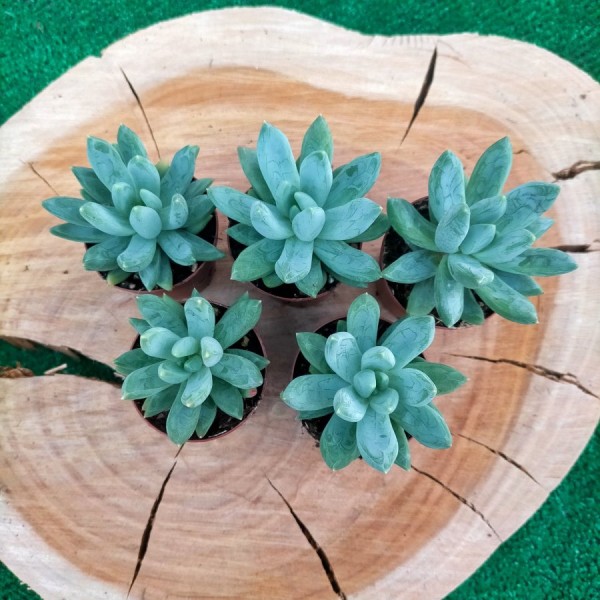 Echeveria Hookerii