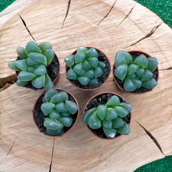 Haworthia Cooperi var Obtusa
