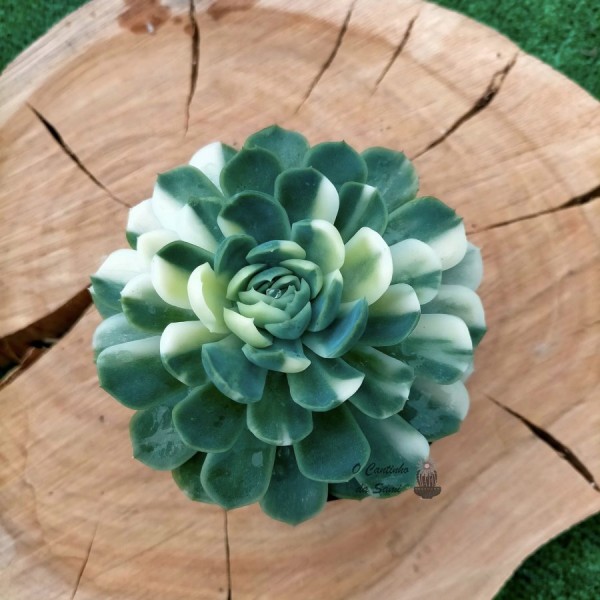 Echeveria Olivia Variegate