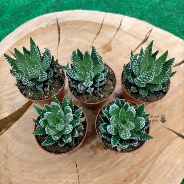 Haworthia Fasciata "Super Fasciata"