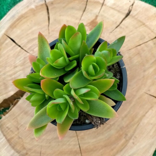 Crassula Capitella Campfire