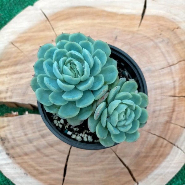 Echeveria Elegans Raspberry Ice