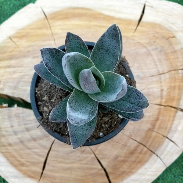 Crassula Garnet Lotus