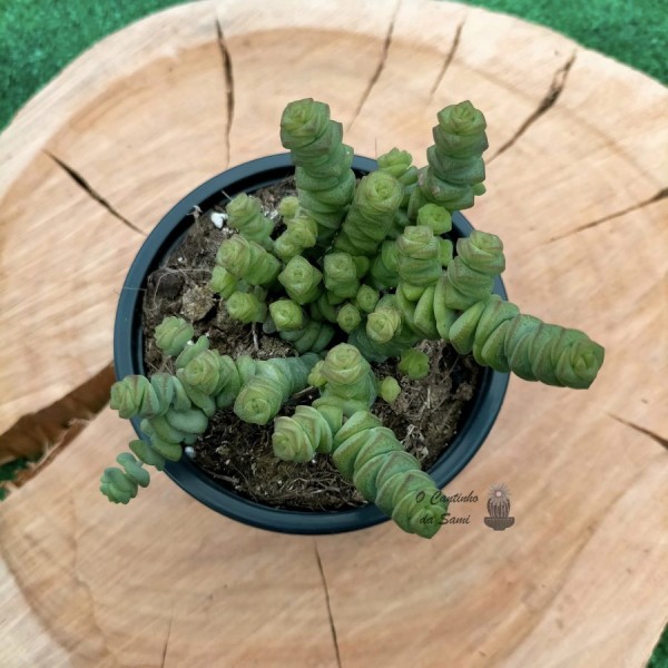 Crassula Rupestris Marnieriana Mini