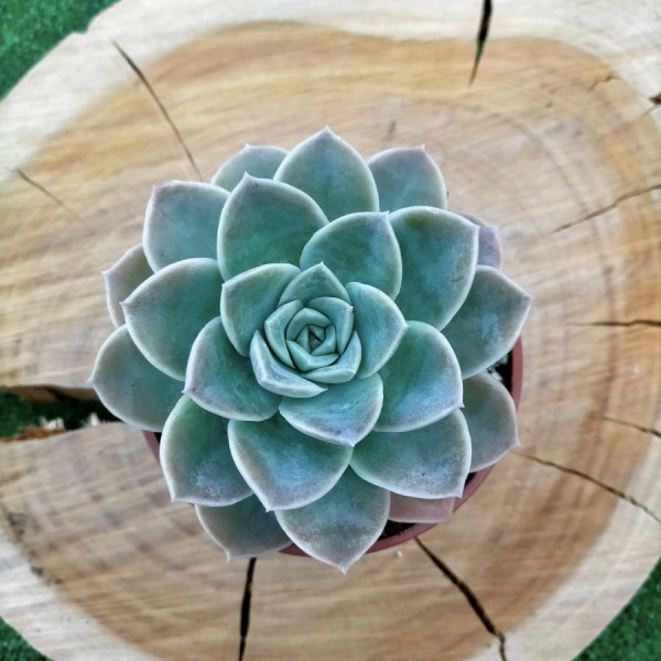 Graptoveria Fantome