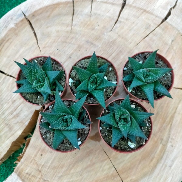 Haworthia Limifolia