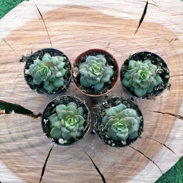 Echeveria Golden Flame