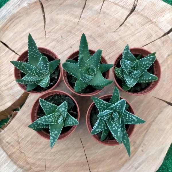Haworthia Pumila Donuts