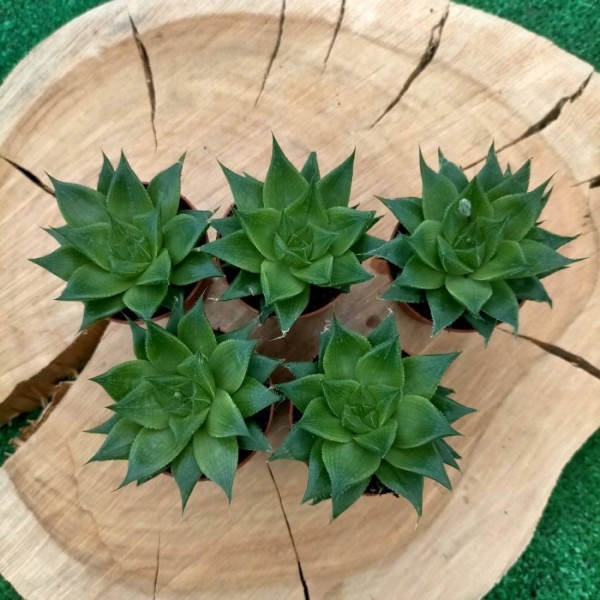 Haworthia.