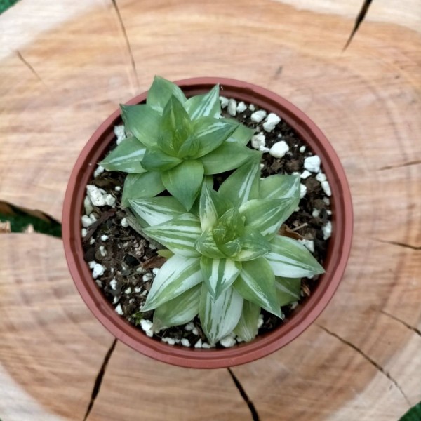 Haworthia Cymbiformis Variegata