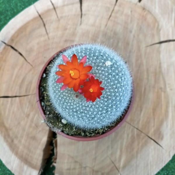 Parodia Haselbergii