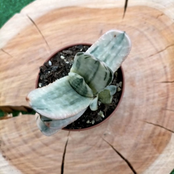 Gasteria Sakura Fuji Variegata