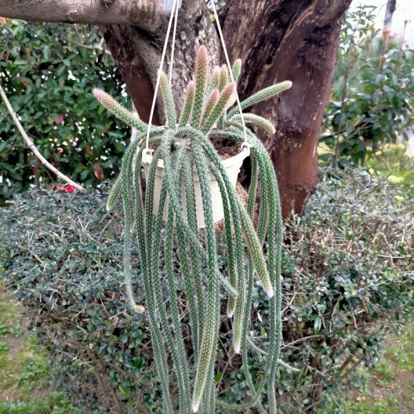 Disocactus Flagelliformis ''Mouse tail''