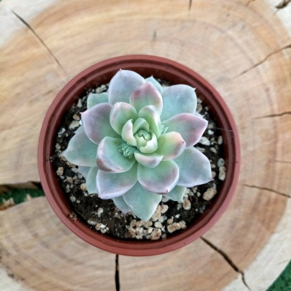 Graptoveria Fantome Variegate