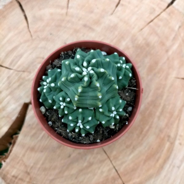 Echinocereus Triglochidiatus Inermis