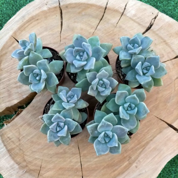 Graptopetalum Titubans