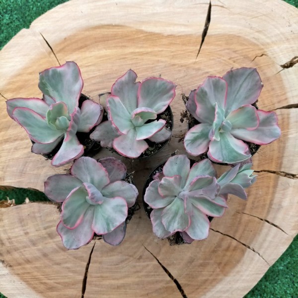 Echeveria Pink Chantilly