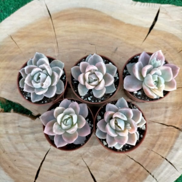 Graptoveria Fantome Variegata