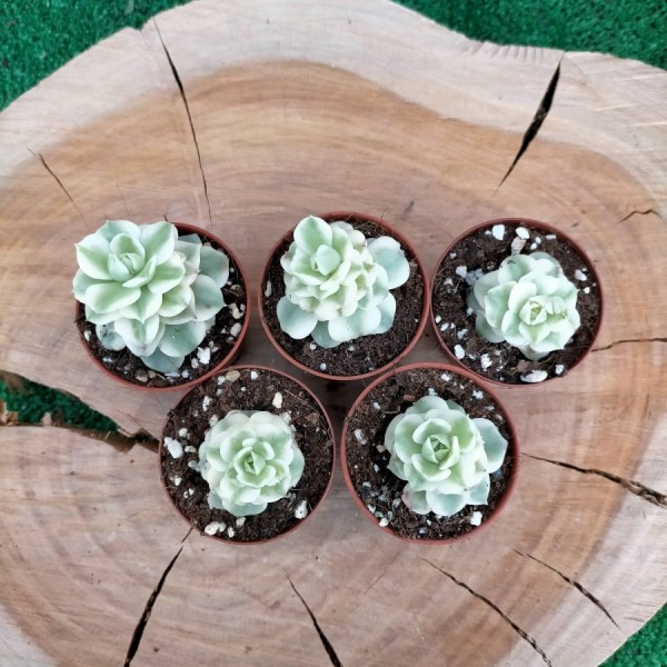 Echeveria Agavoides x Sedum Cuspidatum White Variegata