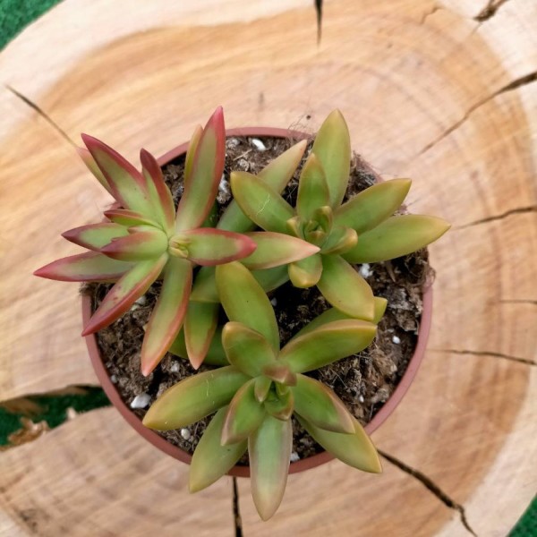 Sedum Nussbaumerianum