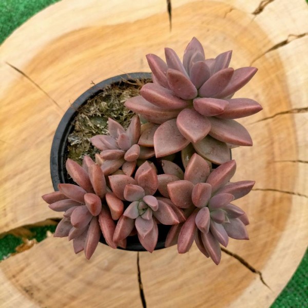 Graptosedum Bronze