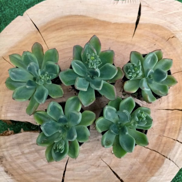 Echeveria Setosa Var. Oteroi
