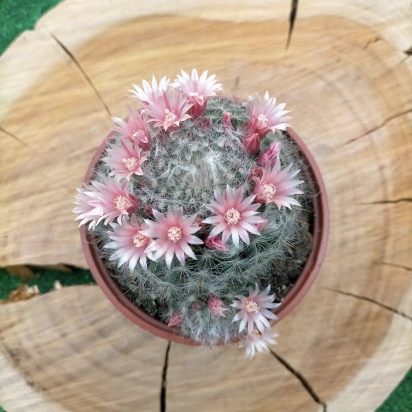 Mammillaria Bocasana