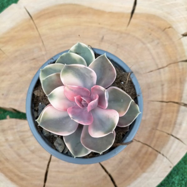 Echeveria Rainbow